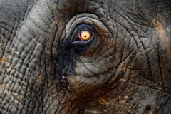 05_DSC_3627_edit_elephant_eye.tif