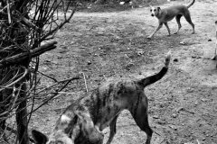 Irula Documentary Photography
