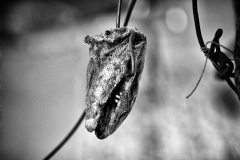 Irula Documentary Photography